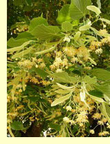 Липа маньчжурская (Tilia mandshurica) Липа маньчжурская (Tilia mandshurica)